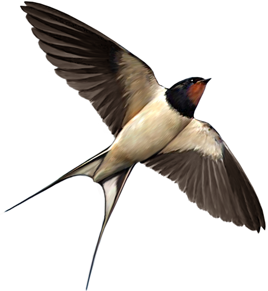 Swallow PNG Imágenes