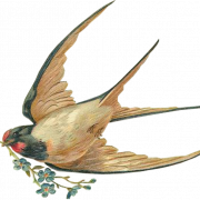 Swallow PNG Photo