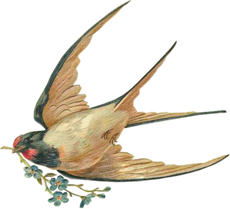 Swallow PNG Photo