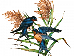 Swallow PNG Pic