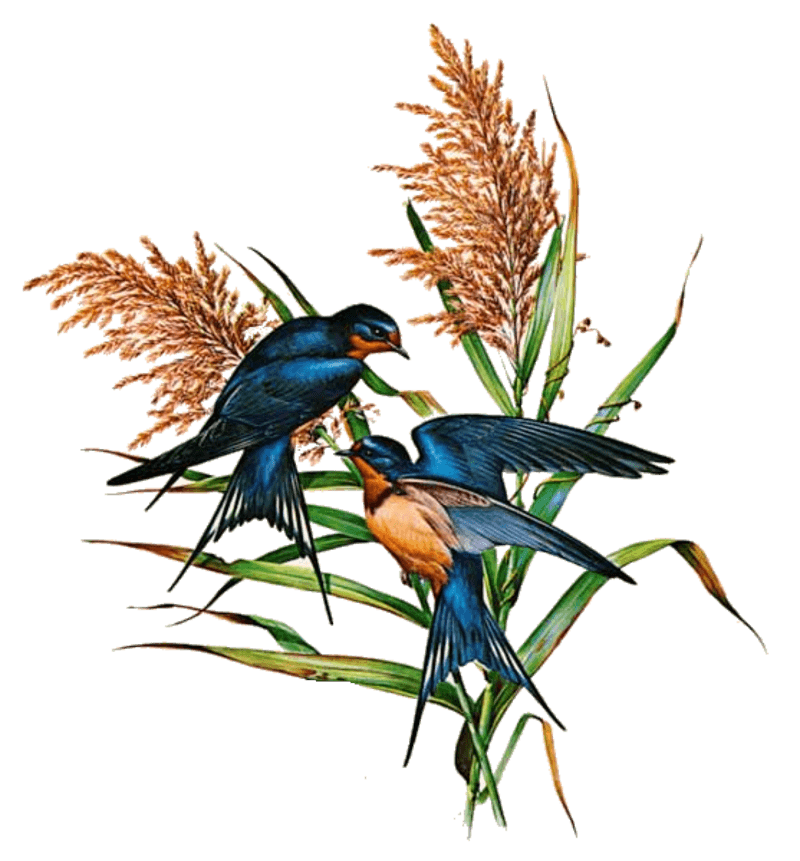 Swallow PNG Pic