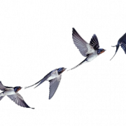 Swallow PNG Transparent HD Photo