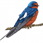 Swallow Tattoo PNG Free Download