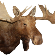 Vector Moose PNG Download Image