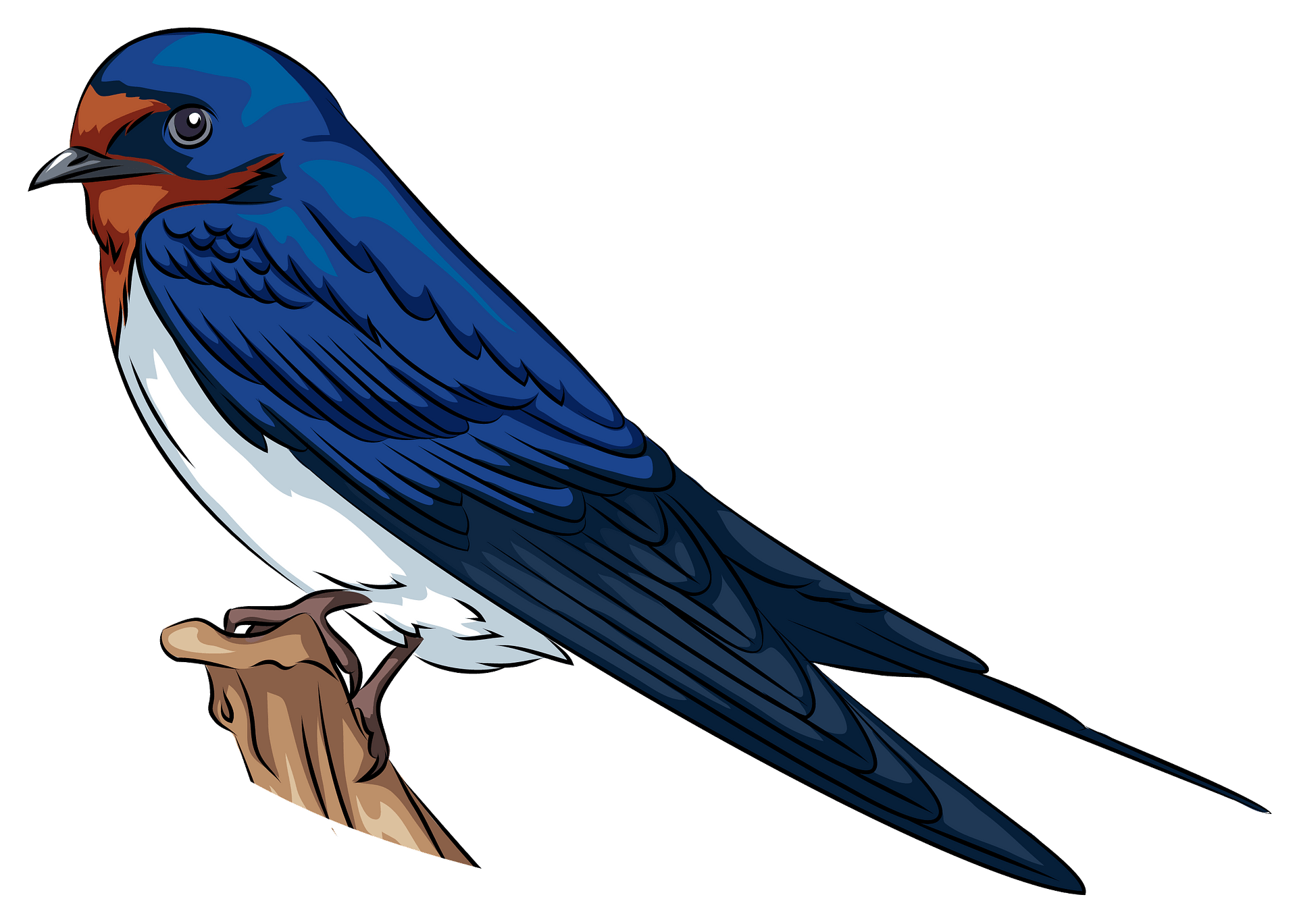 Vector Swallow PNG Free Download