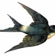 Vector Swallow PNG Gratis afbeelding
