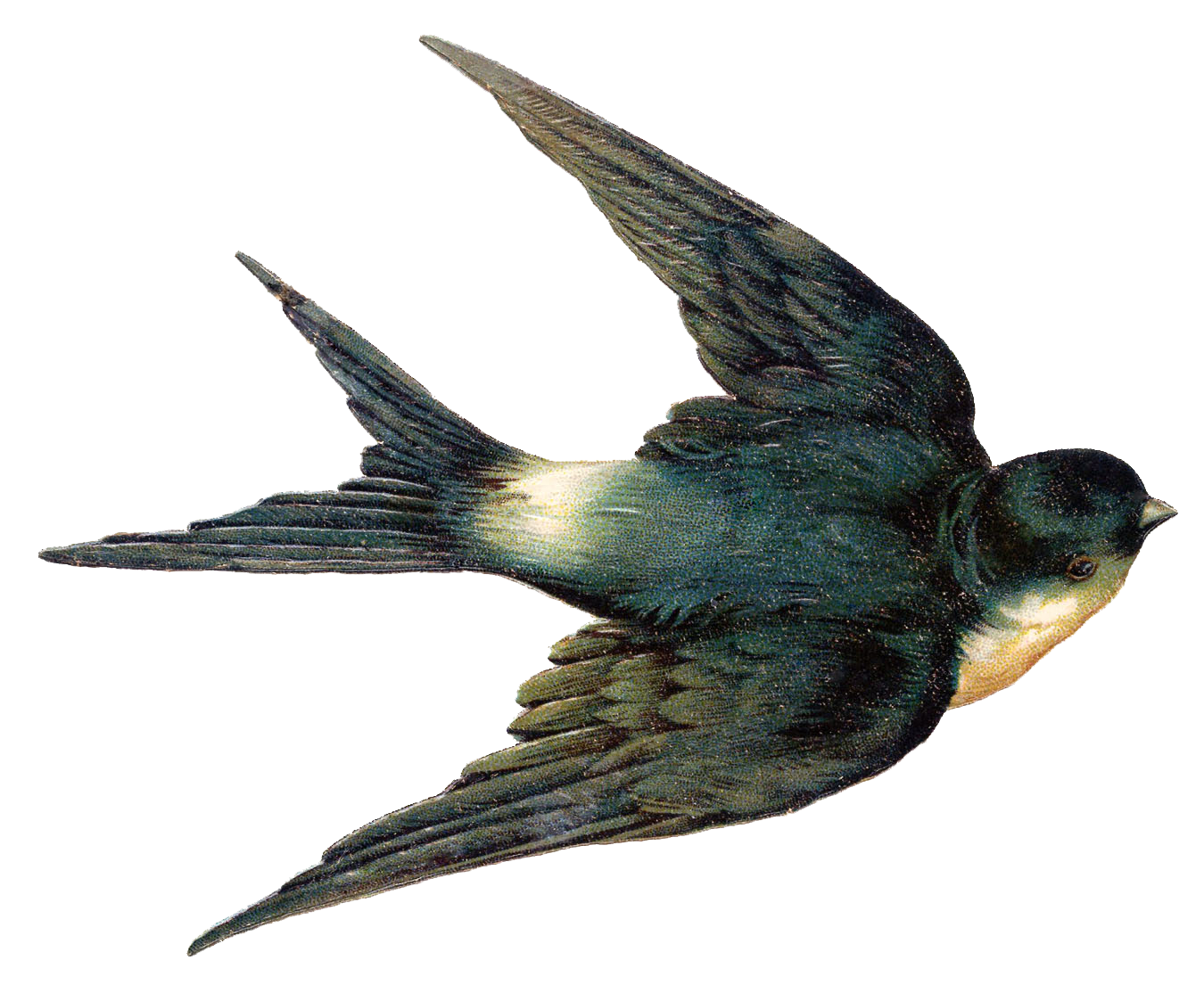 Vector Swallow PNG Free Image