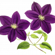 PNG de flores violetas