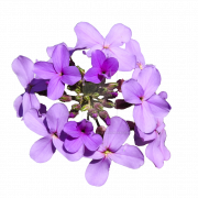 File png di fiore viola