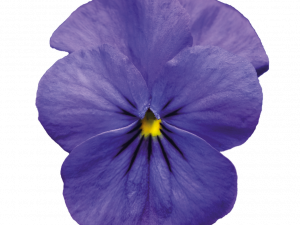 Violet Flower PNG File Download Free