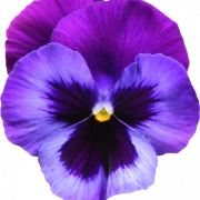 Violette bloem png gratis afbeelding