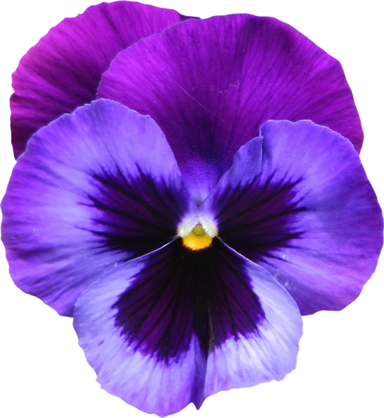 Violet Flower PNG Free Image
