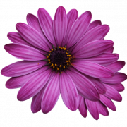 Violet Flower PNG HD -afbeelding