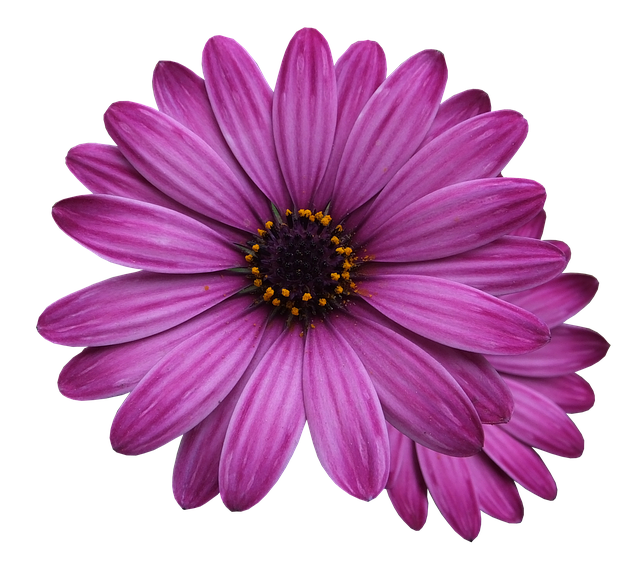 Violet Flower PNG HD Image
