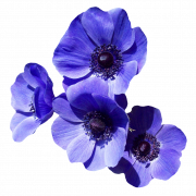 Imagen de alta calidad PNG de flores violetas