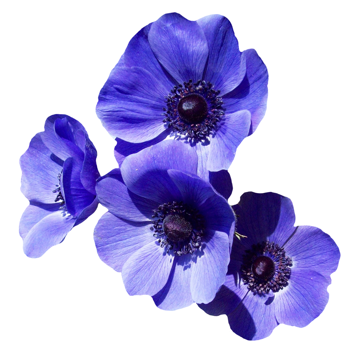 Violet Flower PNG High Quality Image