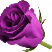 Violet Flower PNG Image