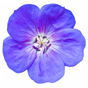 Violet Flower PNG Image File
