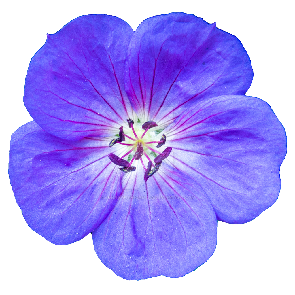 Violet Flower PNG Image File