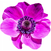 Image PNG de fleur violette HD