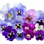 Flor violeta Png Pic