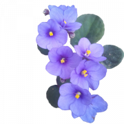 Фиолетовый цветок PNG картина
