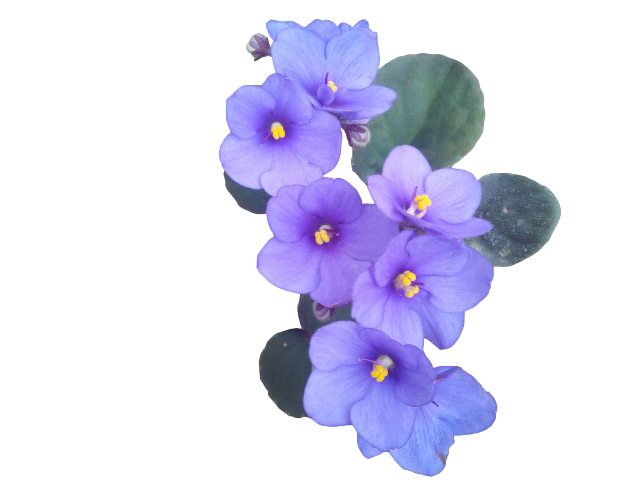 Violet Flower PNG Picture