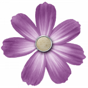 Foto HD Transparan Bunga Violet