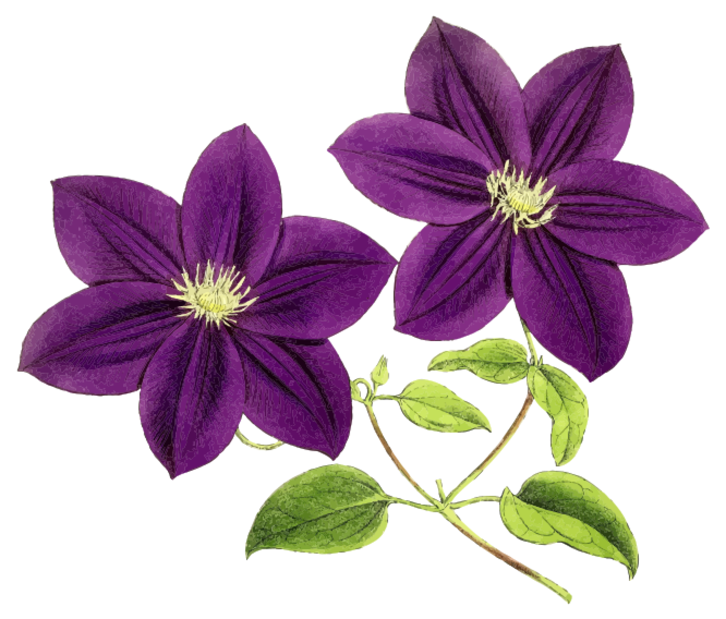 Violet Flower PNG