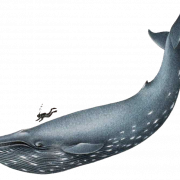 Baleine PNG