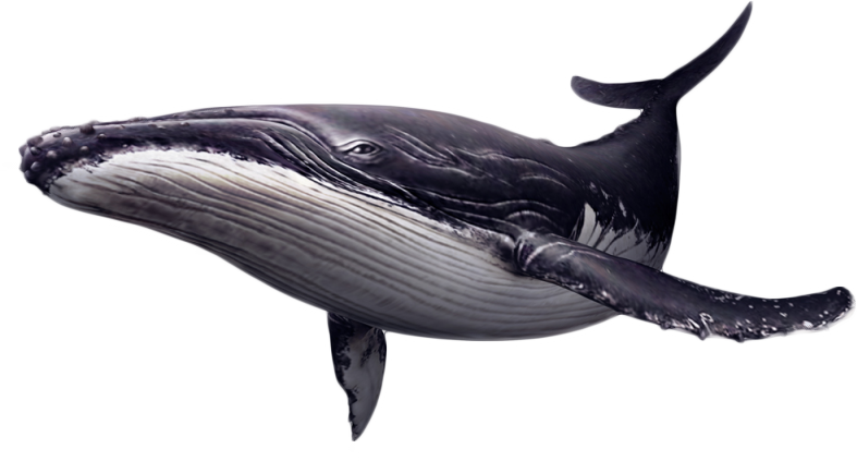 Whale PNG Download Image