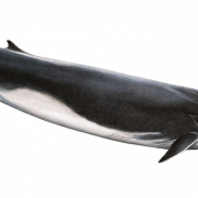 Whale PNG File