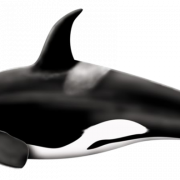 Whale PNG File Download Free
