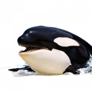 Whale PNG Free Download