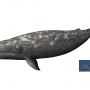 Image gratuite PNG baleine