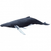 Image HD PNG baleine