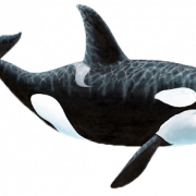 Image de haute qualité PNG baleine