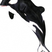Whale PNG Image
