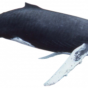 Whale PNG Image File