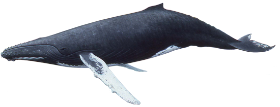Whale PNG Image HD