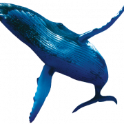 Immagini PNG di balena
