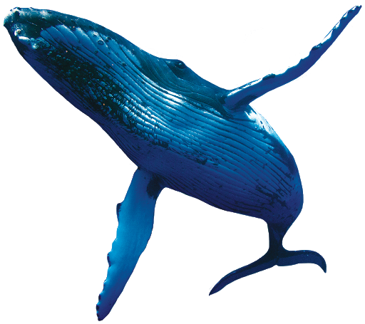Images PNG de baleine