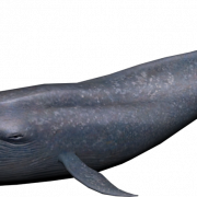 Photo de la baleine PNG