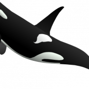 Whale PNG Pic