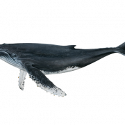 Immagine PNG di balena