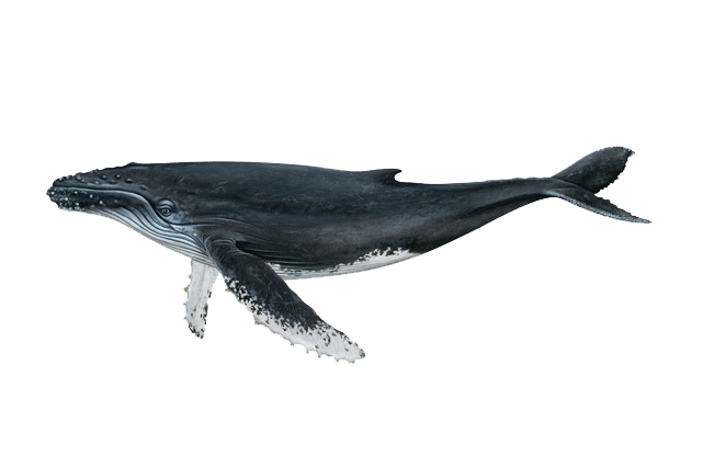 Image png baleine