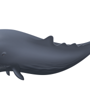 Baleine PNG Photo HD transparent