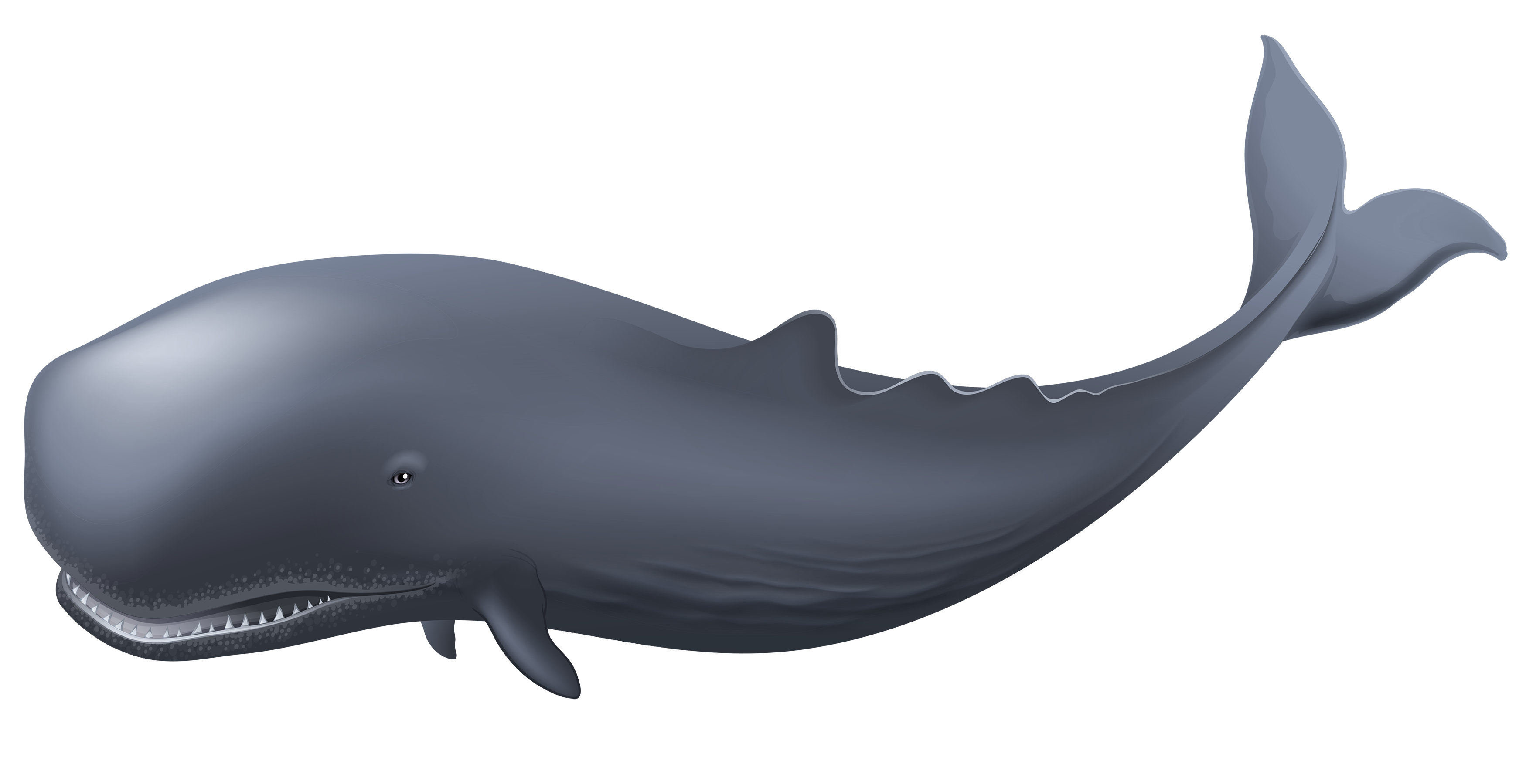 Foto HD transparente PNG de baleia