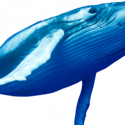 Baleine transparente