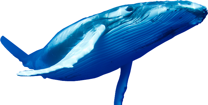 Whale Transparent